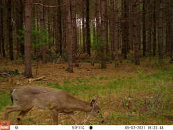 Deer cam